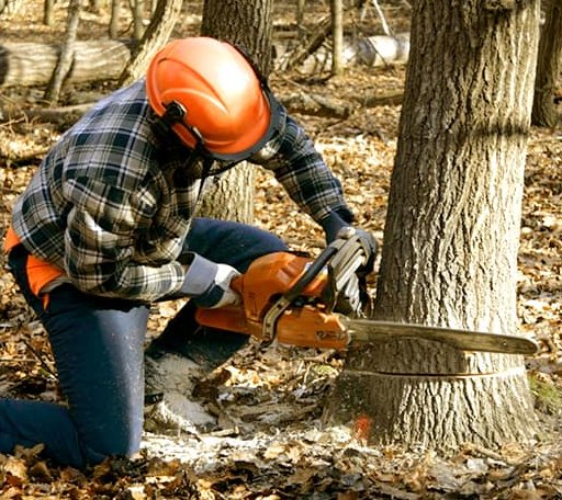 Tree Removal in Woodbine, KY
